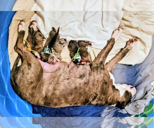 Medium Photo #19 Alapaha Blue Blood Bulldog Puppy For Sale in SHELOCTA, PA, USA