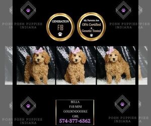 Goldendoodle (Miniature) Puppy for sale in WARSAW, IN, USA
