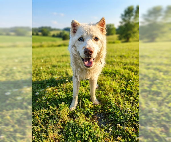 Medium Photo #1 Siberian Husky Puppy For Sale in Pacific grove , CA, USA