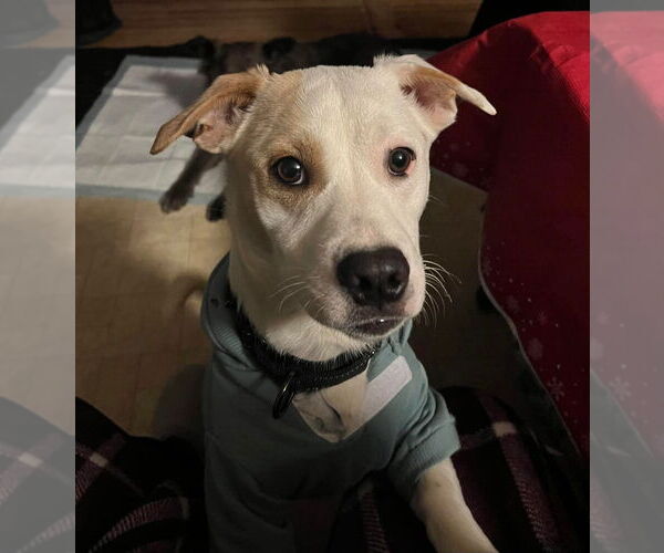 Medium Photo #3 Mutt Puppy For Sale in Gloversville, NY, USA