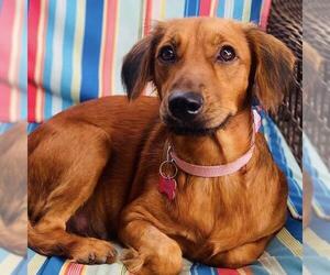 Colonial Cocker Spaniel-Dachshund Mix Dogs for adoption in San Diego, CA, USA