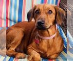 Small Colonial Cocker Spaniel-Dachshund Mix