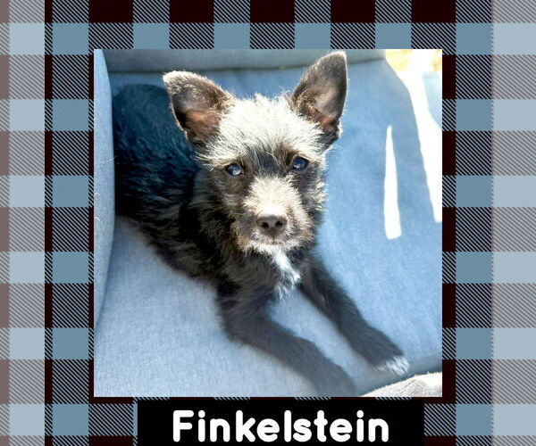 Medium Photo #1 Mutt Puppy For Sale in Littleton, CO, USA