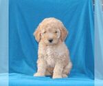 Small Goldendoodle (Miniature)