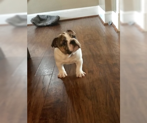 Medium Photo #1 English Bulldog Puppy For Sale in BALTIMORE, MD, USA