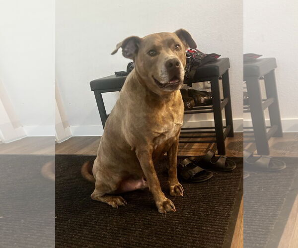 Medium Photo #4 American Staffordshire Terrier-Unknown Mix Puppy For Sale in Euless, TX, USA