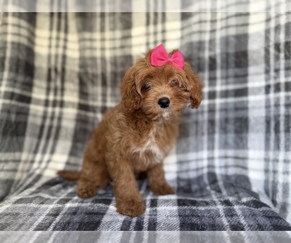 Medium Photo #4 Cavapoo Puppy For Sale in LAKELAND, FL, USA