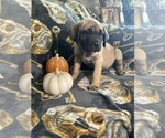 Puppy Skully Cane Corso