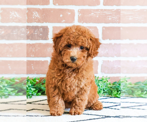 Goldendoodle (Miniature) Puppy for Sale in SYRACUSE, Indiana USA