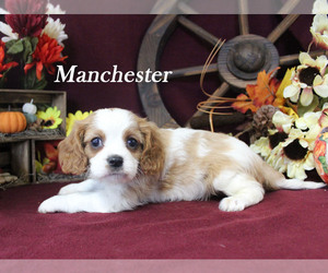 Cavalier King Charles Spaniel Puppy for sale in CHANUTE, KS, USA