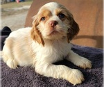 Small Photo #3 Cocker Spaniel Puppy For Sale in HENDERSON, NC, USA