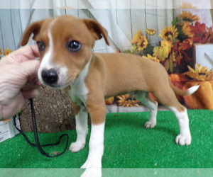 Rat Terrier Puppy for sale in HAMMOND, IN, USA