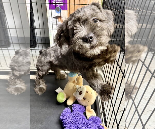 Medium Photo #2 French Bulldog Puppy For Sale in Boca Raton, FL, USA