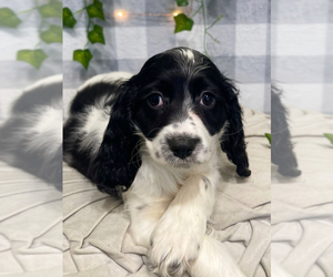 Cocker Spaniel-Poodle (Miniature) Mix Puppy for sale in MARIETTA, GA, USA