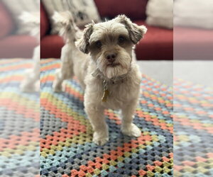 Mutt Dogs for adoption in Sandy, UT, USA