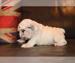 Small #11 English Bulldog
