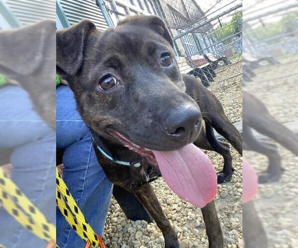 Medium Photo #2 Plott Hound-Unknown Mix Puppy For Sale in Forestville, MD, USA
