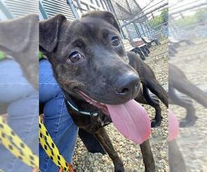 *DREAMER - Female Plott Hound-Unknown Mix Dog for Adoption - Photo #2