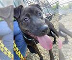 Small #1 Plott Hound Mix