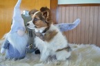 Small Photo #4 Papillon Puppy For Sale in HONEY BROOK, PA, USA