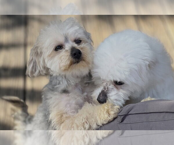 Medium Photo #2 Poodle (Miniature)-Unknown Mix Puppy For Sale in Dana Point, CA, USA