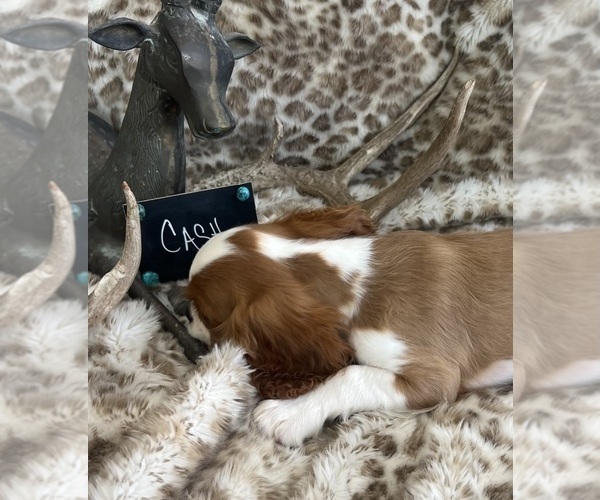 Medium Photo #9 Cavalier King Charles Spaniel Puppy For Sale in ABILENE, TX, USA