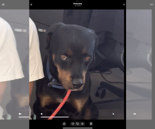 Medium Photo #4 Rottweiler Puppy For Sale in Gilbert, AZ, USA