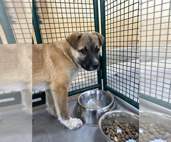Medium Photo #2 Labrador Retriever-Unknown Mix Puppy For Sale in Calgary, Alberta, Canada