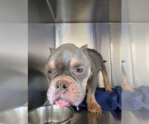 Mutt Dogs for adoption in Lee's Summit, MO, USA