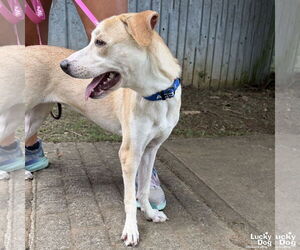 Labrador Retriever-Unknown Mix Dogs for adoption in Washington, DC, USA