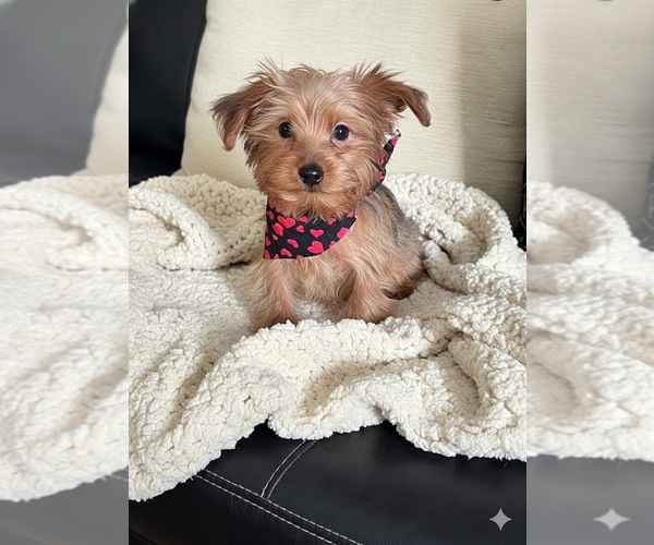 Medium Photo #8 Yorkipoo Puppy For Sale in RICHMOND, IL, USA