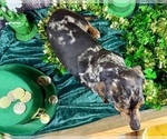 Small #4 Dachshund