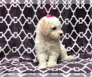 Poochon Puppy for sale in LAKELAND, FL, USA
