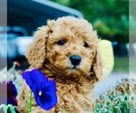 Small Photo #3 Goldendoodle (Miniature) Puppy For Sale in HUNTINGTON, AR, USA