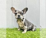 Small Photo #7 French Bulldog Puppy For Sale in ALBUQUERQUE, NM, USA