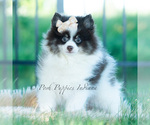 Puppy Nutella AKC Pomeranian