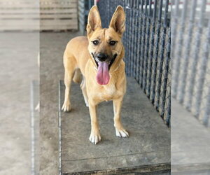 German Shepherd Dog-Unknown Mix Dogs for adoption in Riverside, CA, USA