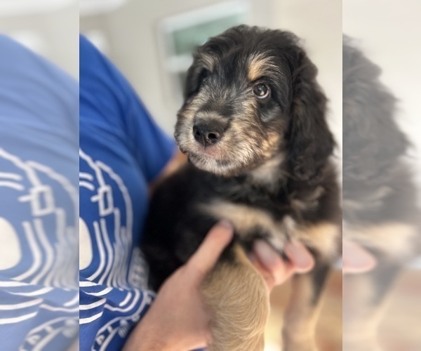 Medium Photo #12 Aussiedoodle Puppy For Sale in LONGWOOD, FL, USA