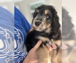 Small Photo #85 Aussiedoodle Puppy For Sale in LONGWOOD, FL, USA