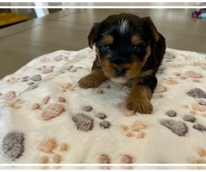 Yorkshire Terrier Puppy for sale in EUSTIS, FL, USA