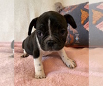 Small #3 French Bulldog