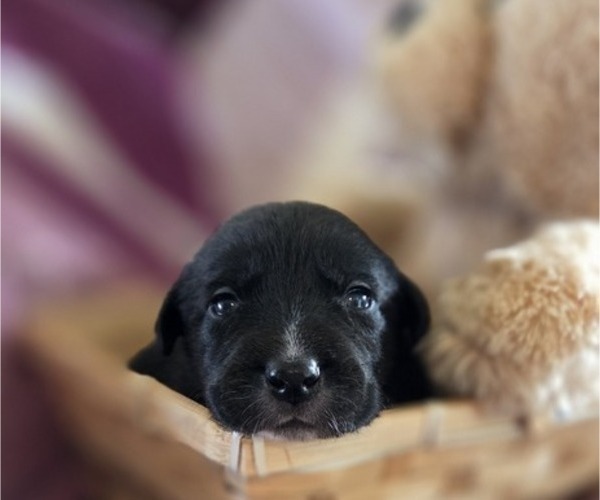 Medium Photo #1 Borador Puppy For Sale in FORTUNA, CA, USA