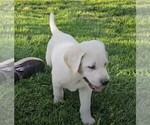 Small #3 Labrador Retriever