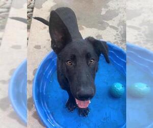 German Shepherd Dog Dogs for adoption in Sacramento, CA, USA