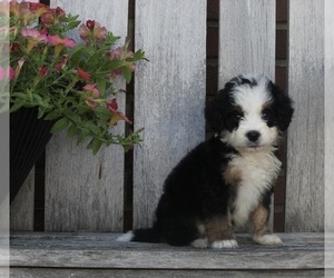 Bernedoodle (Miniature) Puppy for sale in FREDERICKSBURG, OH, USA