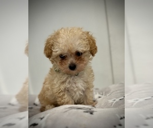 Poodle (Toy) Puppy for sale in RUSTON, LA, USA