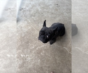 Mother of the French Bulldog puppies born on 04/21/2026