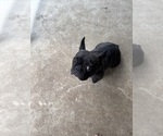 Small Photo #1 French Bulldog Puppy For Sale in PFLUGERVILLE, TX, USA