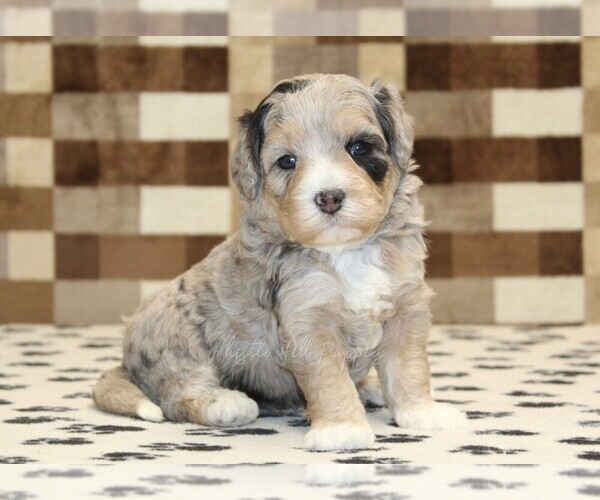 Medium Photo #1 Bernedoodle (Miniature) Puppy For Sale in DENVER, PA, USA