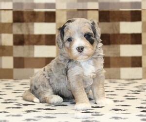 Bernedoodle (Miniature) Puppy for sale in DENVER, PA, USA
